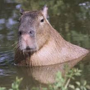 Fastik Copybara